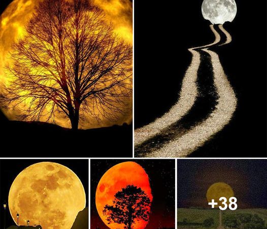 Supermoons: Illuminating the Night Sky and Enchanting Humanity