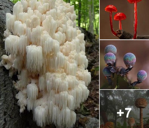 Enchanted by Nature’s Artistry: A Journey into the Intriguing World of Mushrooms