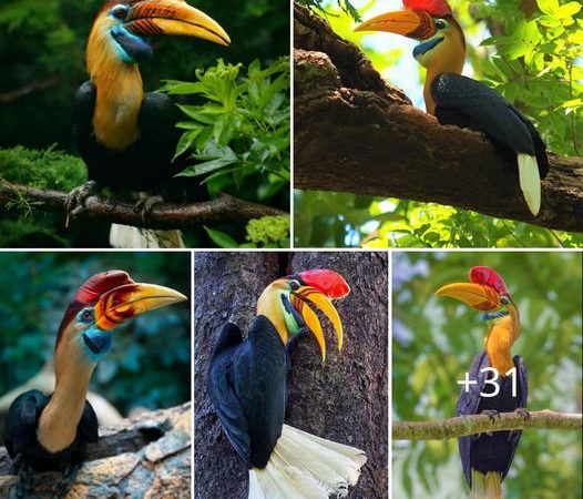 Behold the Knobbed Hornbill: A Living Masterpiece of Nature