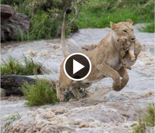 A Heartwarming Journey: A Nine-Week-Old Cuban Girl’s Remarkable River Crossing