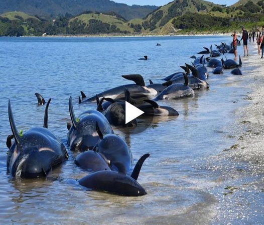 A Mysterious Phenomenon: The Enigmatic School of Fish in the Nile River