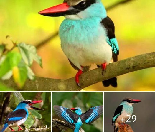 Exploring the Intriguing Secrets of the Blue-Breasted Kingfisher in Its Natural Habitat