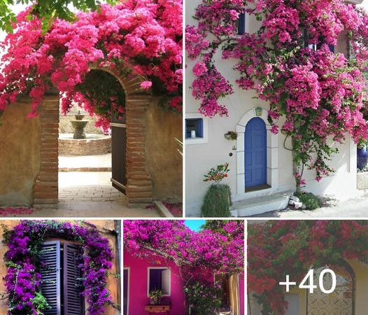 Bougainvillea: Enchanting Exotic Foliage for Your Garden