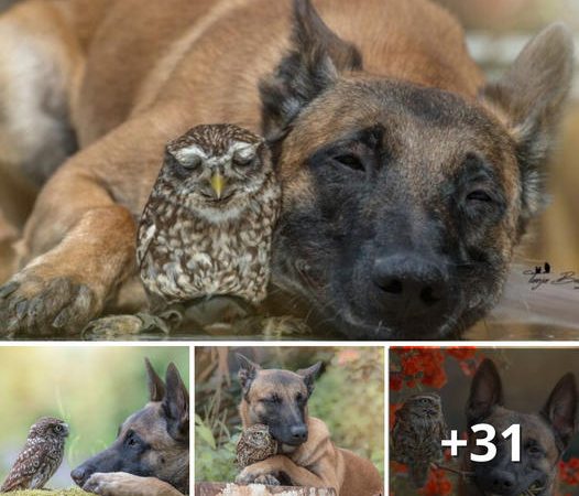 Guardian Giant: A Tiny Owl in Distress Discovers an Unlikely Companion in a Massive German Shepherd Sheepdog