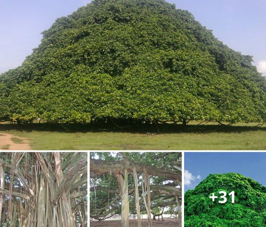 Colombia’s Astonishing Arboreal Wonder: The Massive Fig Tree with Pillars of Green