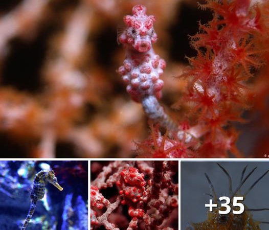 Uniquely Charming Ocean Creatures, Including the Pink Sea Horse You’ve Likely Never Encountered Before