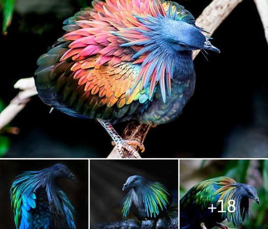 Discovering the Vibrant Beauty of the Living Relative of the Extinct Dodo Bird: The Captivating Nicobar Pigeon