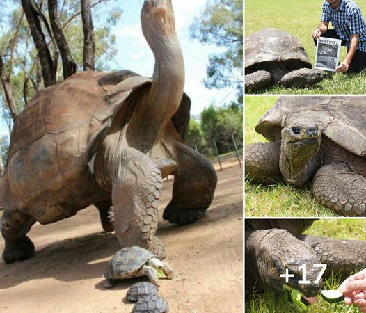 Jonathan, the World’s Oldest Tortoise, Celebrates His Remarkable 190th Birthday