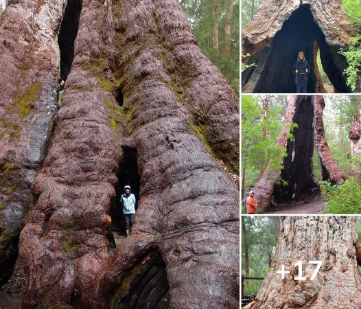 The Ancient Giants of Southwest Australia: Exploring the 5000-Year-Old Red Tingle Trees