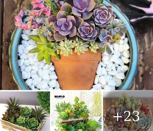 Captivating Succulent Gardens: A Dive into Low-Maintenance Beauty