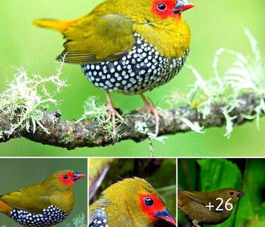 The Green-Backed Twinspot: A Vision of Elegance in Nature