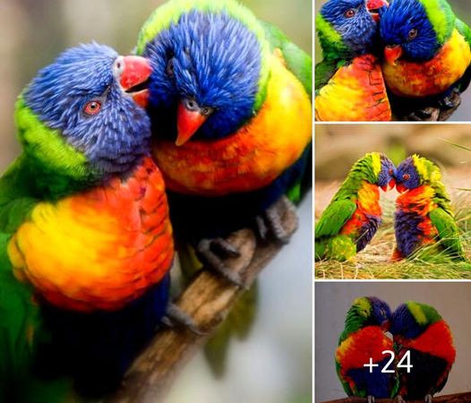 Unveiling the Enchanting Love Saga of Lorikeets: ‘Plumage Passion’