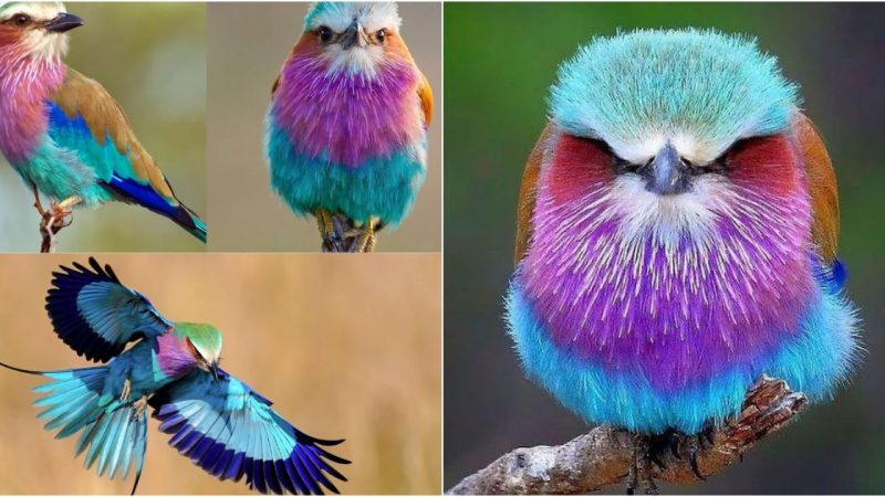 Lilac-breasted Roller’s elegant jade color