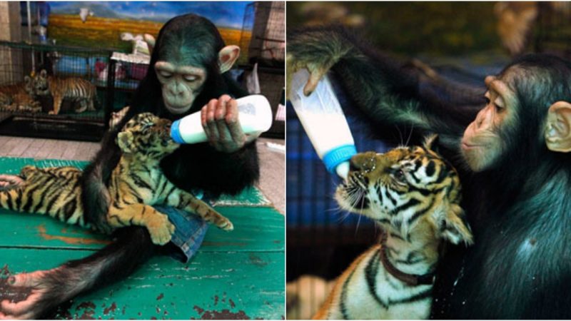 Heartwarming Bond: Chimpanzee Do Do Nurtures Tiger Cub with Love