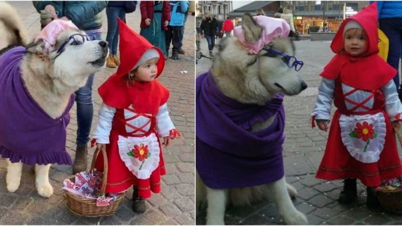 Enchanting Harmony: Little Red Riding Hood and her ‘Not-So-Bad’ Wolf Husky Steal Hearts in a Tale of Friendship