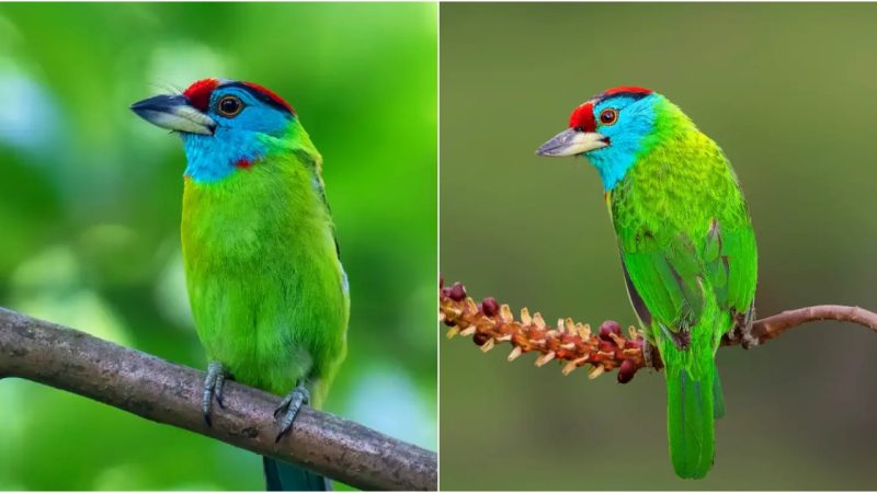 Reveling in the Majesty of the Blue-Throated Barbet