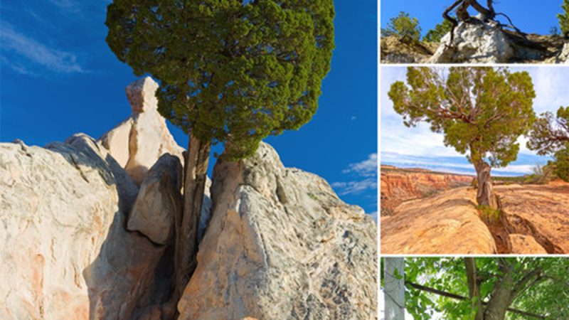 A Majestic Tree Thriving on a Barren Rock Against All Odds