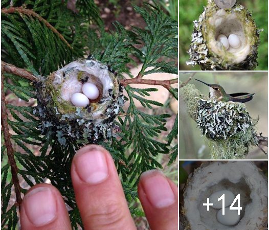 Tiny Wonders: Hummingbird Nests and Marvels of Nature