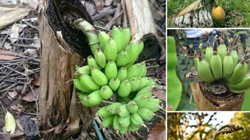 Thriving Against the Odds: The Extraordinary Trees Embracing Life in Harsh Environments