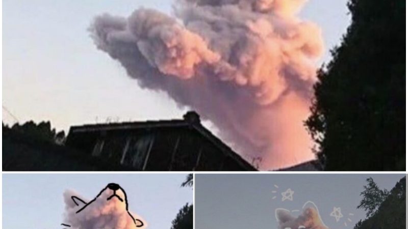 The Great Pet-Shaped Cloud Debate: Cat or Dog?