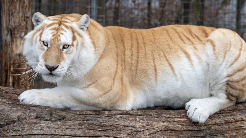 Meet Khaleesi Tiger – Khaleesi, a Golden Tabby with very pale eyes